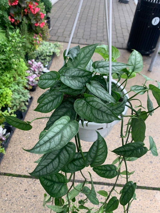 Monstera Siltepecana "Silver Monstera" Plant - 6" Hanging Container