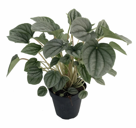 Peperomia Plant - 4" Container