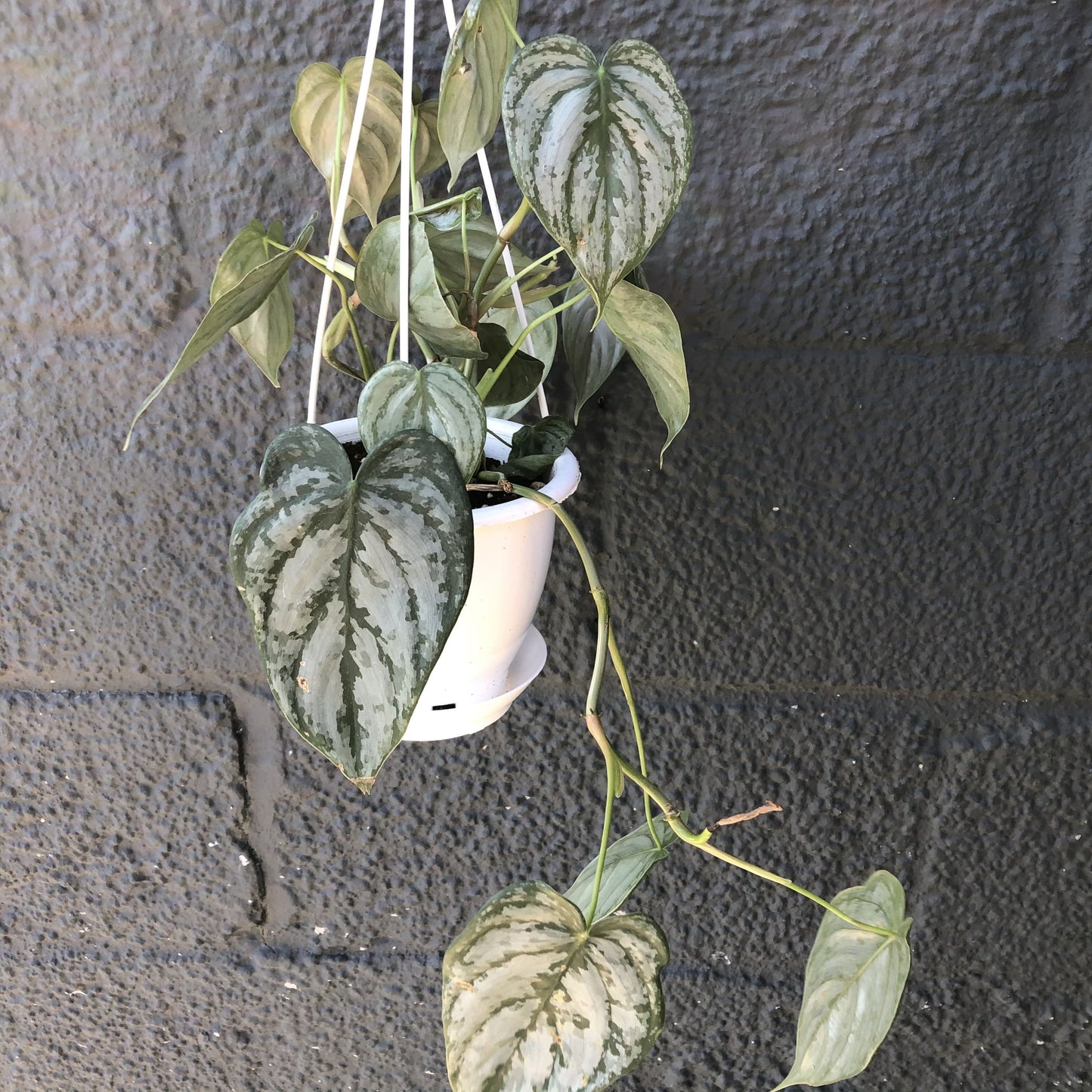 Philodendron Brandtianum "Silver Leaf" Plant - 4" Hanging Container