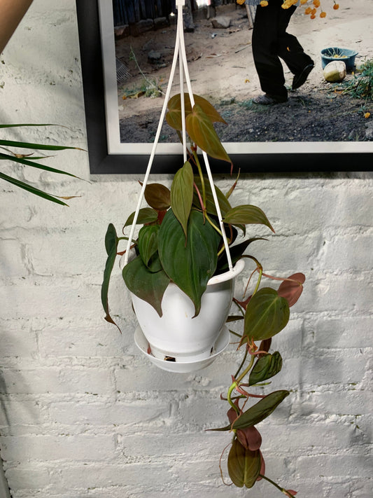 Philodendron Micans - 4" Hanging Container