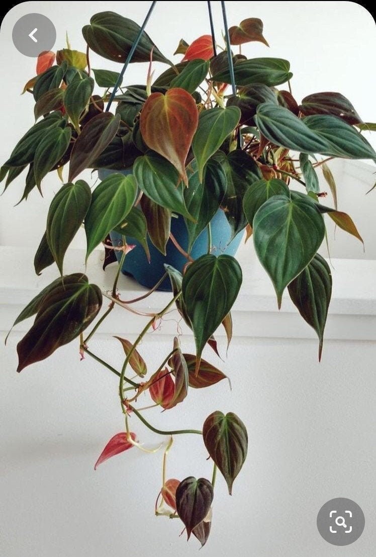 Philodendron Micans - 6" Hanging Container