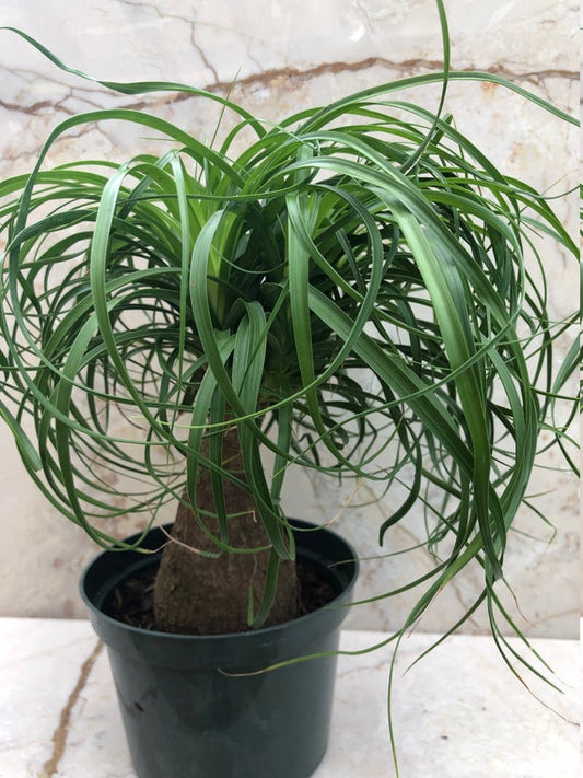 Ponytail Palm Plant - 6" Container