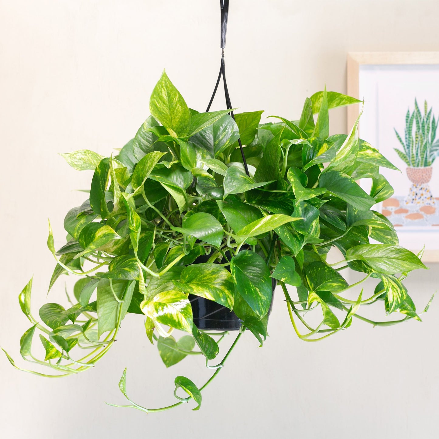 Pothos Plant - 8" Hanging Container