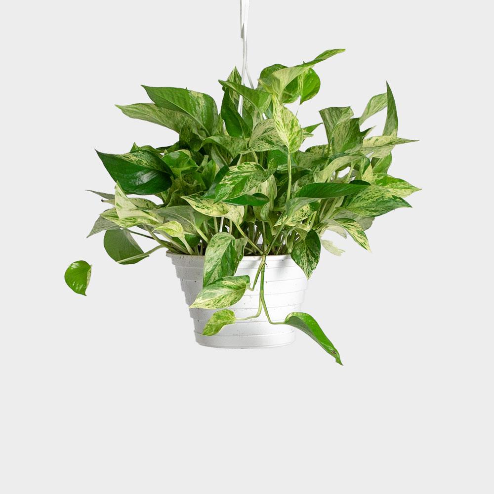 Pothos "Marble Queen" Plant - 6" Hanging Container