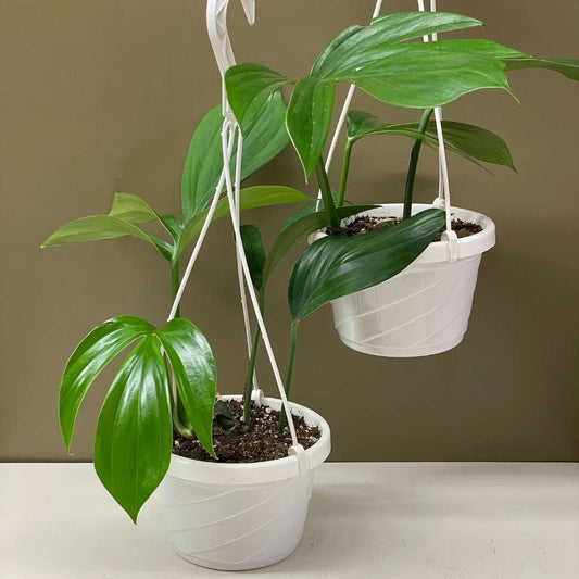 Rhaphidiphora Decursiva "Dragon Tail" Plant - 6" Hanging Container