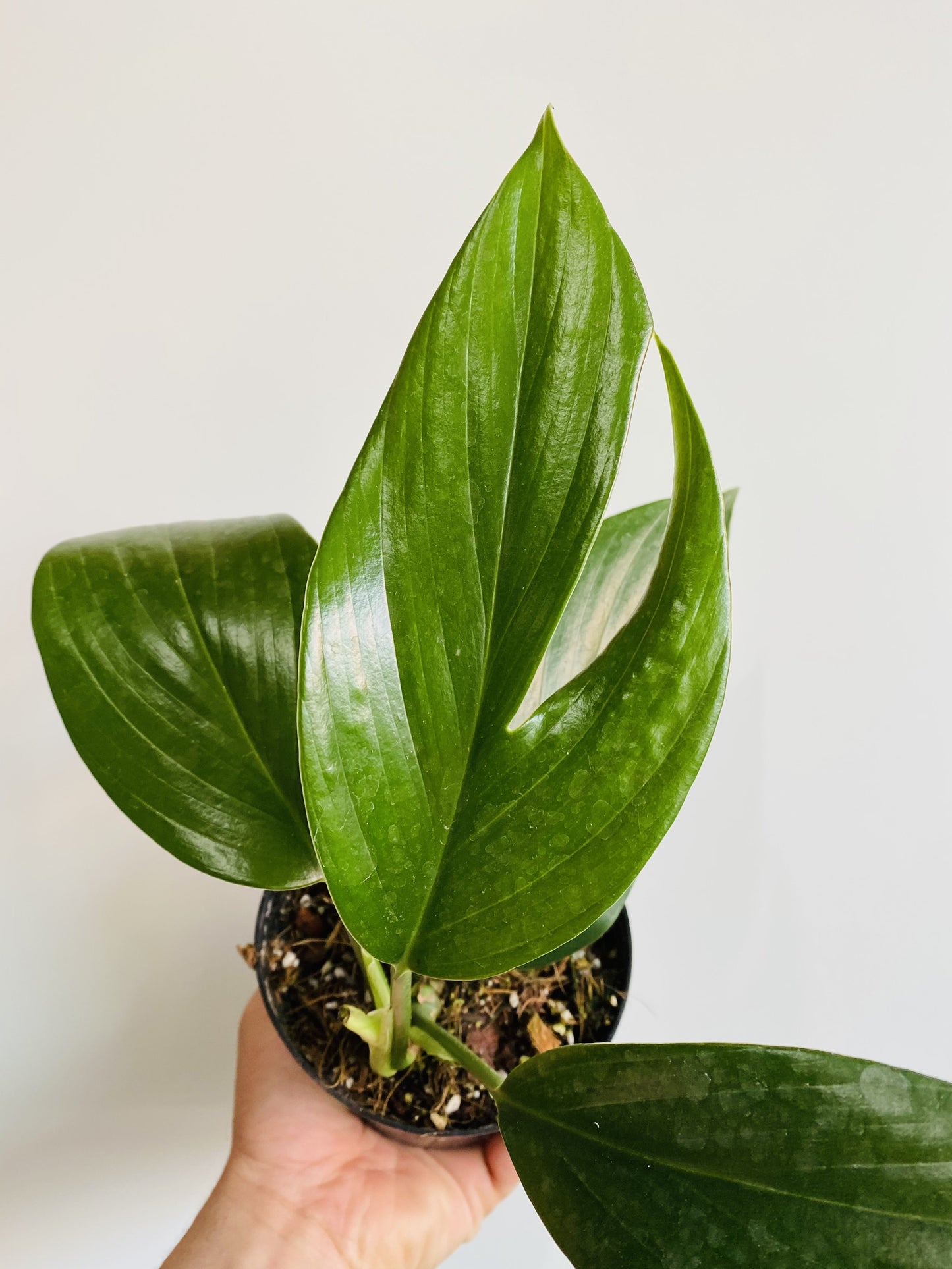 Rhaphidophora Decursiva "Dragon Tail" Plant - 4" Container