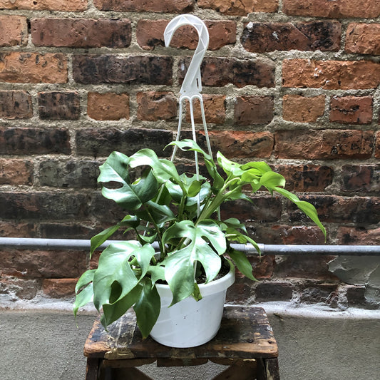 Rhaphidiphora Tetrasperma "Mini Monstera" Plant - 6" Hanging Container