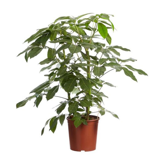 Schefflera Amate "Dwarf Umbrella Tree" Plant - 6" Container