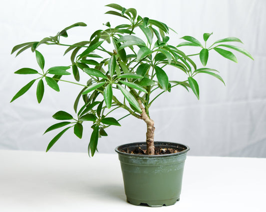 Schefflera Arboricola - 4" Container