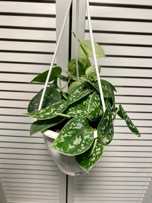 Scindapsus Pictus "Exotica" Plant - 4" Hanging Container