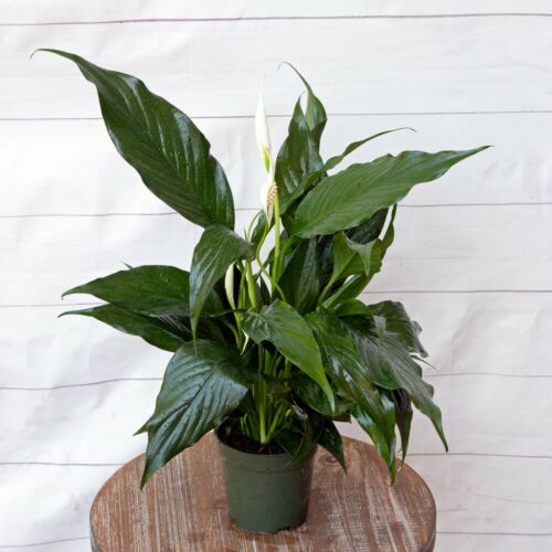 Spathiphyllum "Peace Lily" Plant - 4" Container