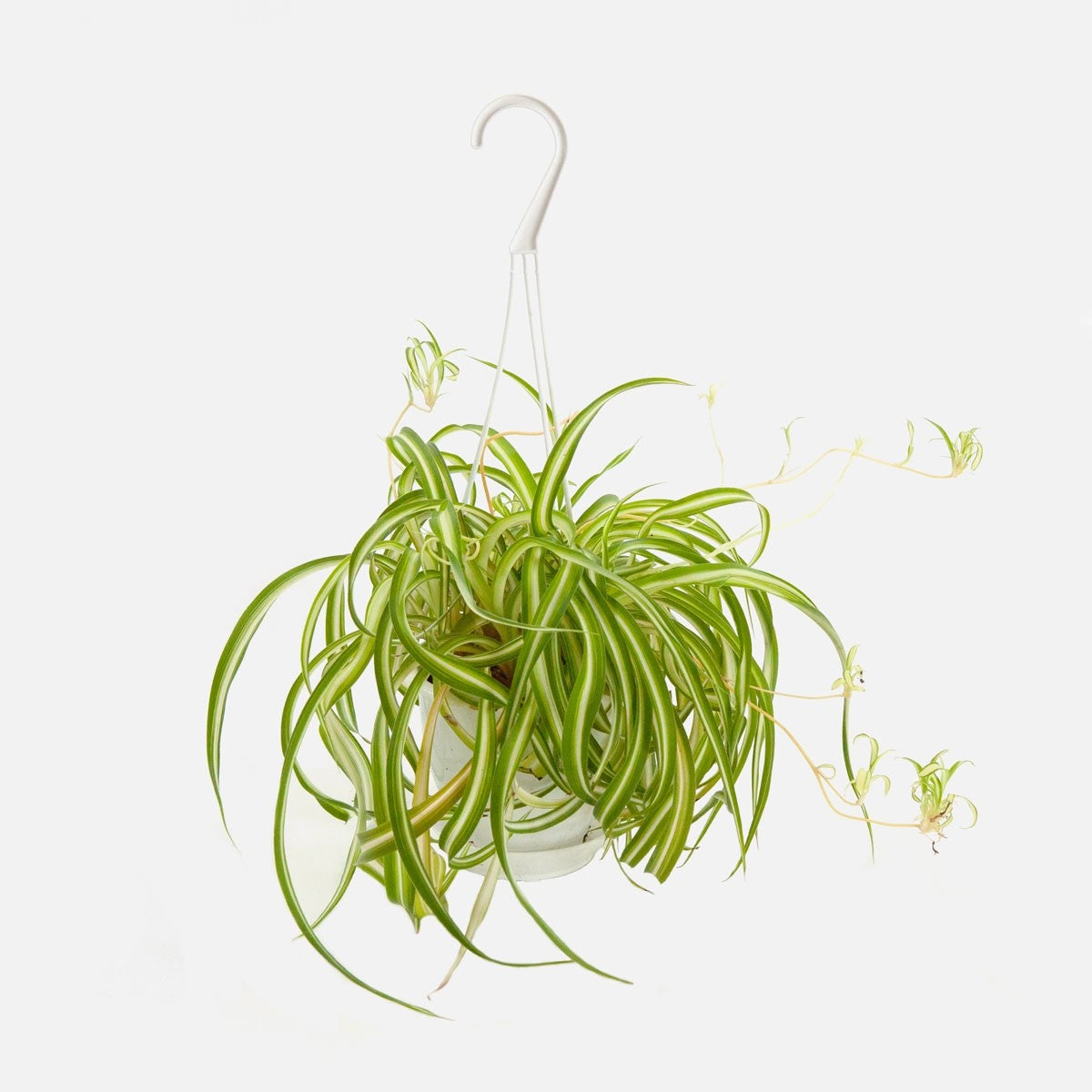 Spider Plant "Bonnie" - 4" Hanging Container