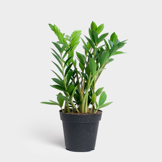 Zamioculcas Zamiifolia "ZZ" Plant - 4" Container